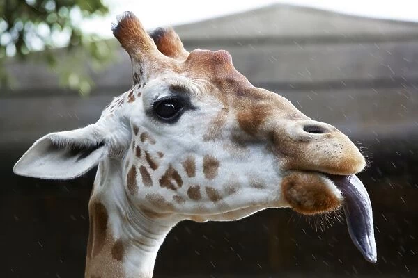 Portrait of Giraffe with tongue out