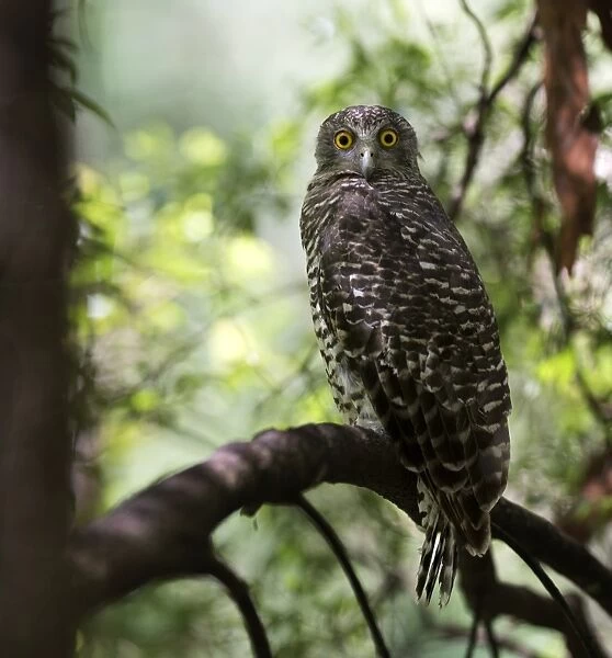 powerful owl roosting on branch in day time