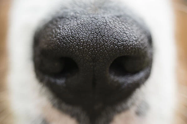 Puppy Dog Nose