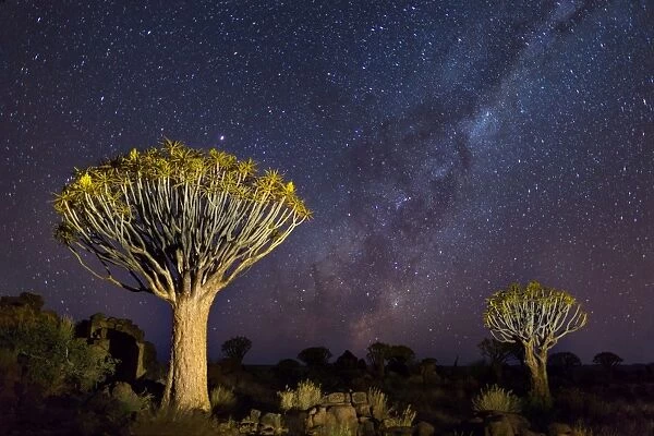 Quiver Trees with Milky Way at Giants Playground in Keetsmanshoop, Namibia, Africa