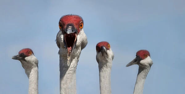 Red headed cranes