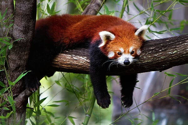 Red panda. A red panda in the treetops