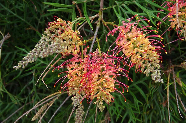 Red and yellow grevillea flowers in bloom