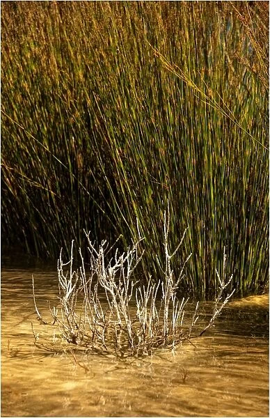 Reeds growing by a lake edge, King Island, Bass Strait, Tasmania, Australia