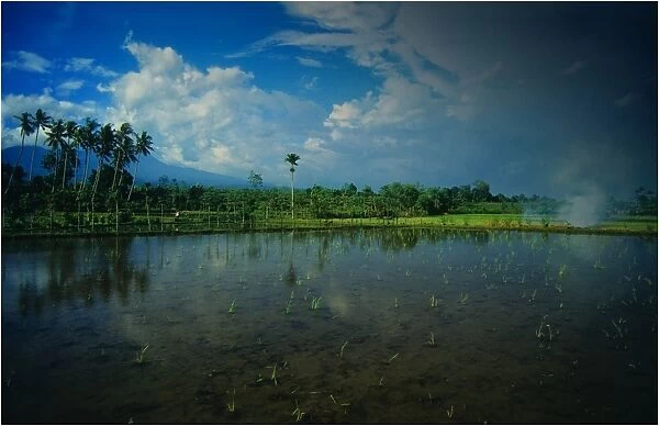 Reflections in an irrigated rice field on the Island of Lombok, Indonesia