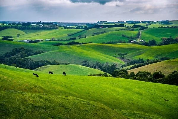 Rolling hills of Victoria Gippsland