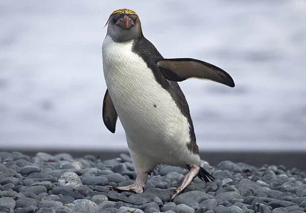 Royal Penguin walking on beach