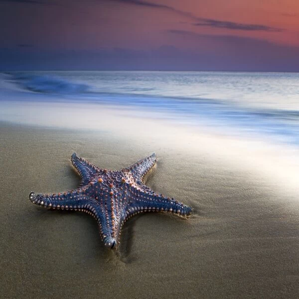 Single Sea Star