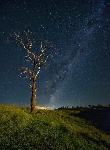 Standing tree with Milky Way