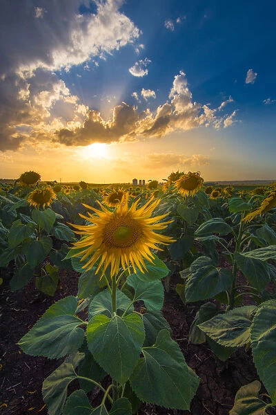 Sunflower with sunset ray