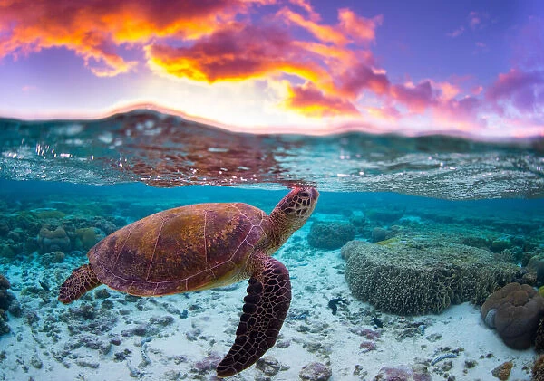 Sunset Turtle