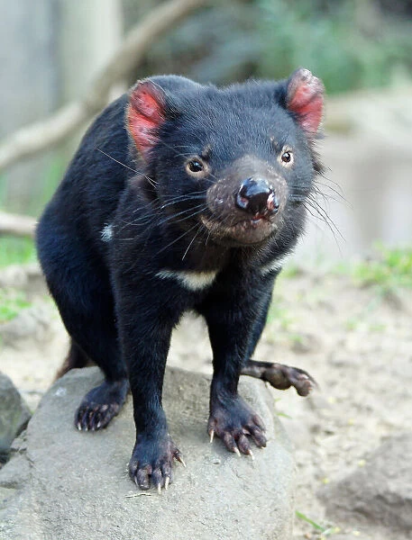 Tasmanian Devil Tasmanias state icon
