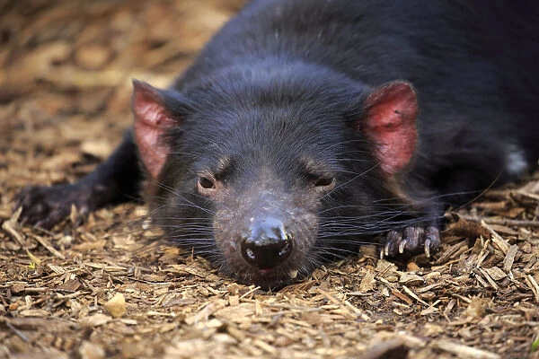 Tasmanischer Teufel, (Sarcophilus harrisii)