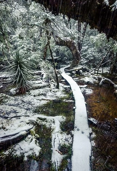 Trail at Pine Valley, Overland track, Tasmania