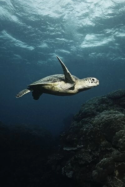 Turtle in Norman Reef, Queensland, Australia