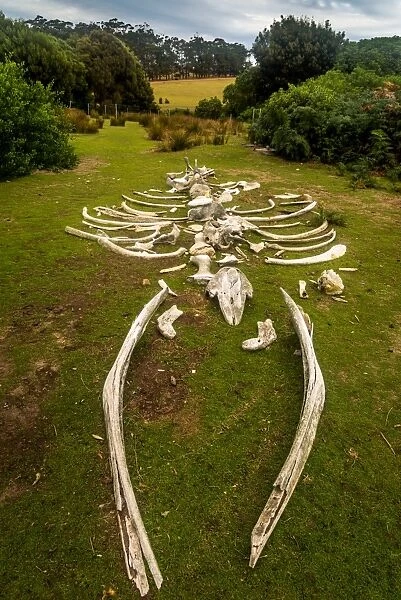 Whale skeleton at Maria Island, Tasmania