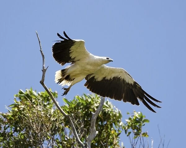 white bellied sea eagle taking off