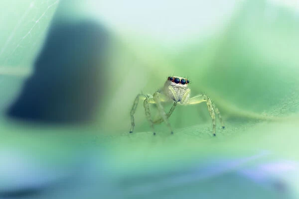 A wild Cytaea species of jumping spider on a leaf in tropical north Queensland, Australia