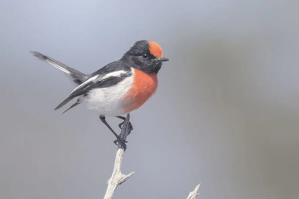 Wild red-capped robin (Petroica goodenovii) perched on branch
