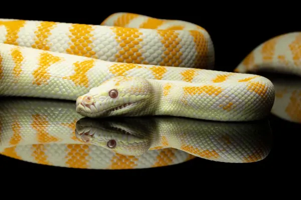 Yellow and white striped Albino Darwin python snake against a black background