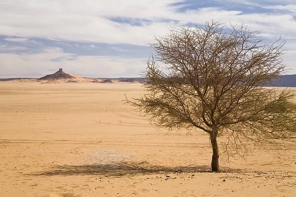 Acacia in the Libyan Desert, Libya, North Africa, Africa