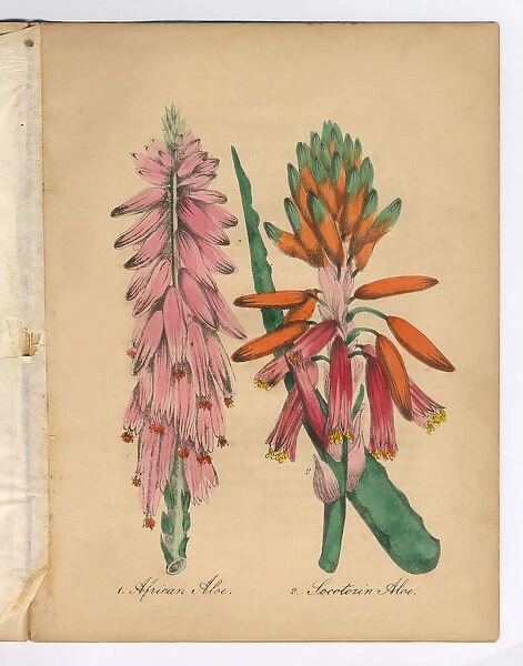 African Aloe and Aloe Victorian Botanical Illustration