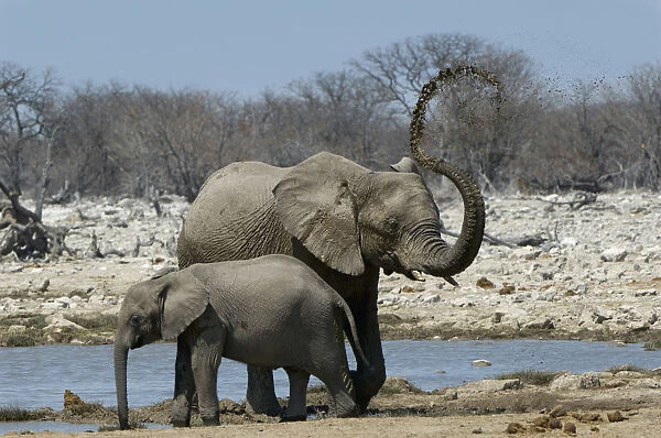 African elephant, Etosha National Park, Namibia
