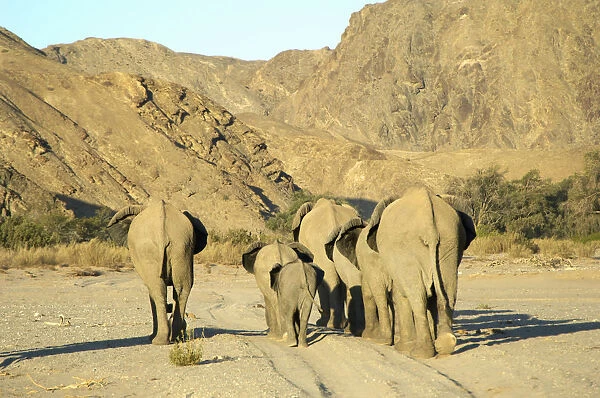 African Elephant, Hoanib River, Namibia