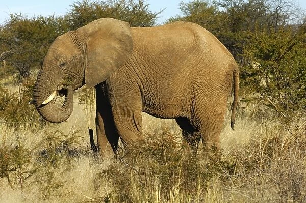 African elephant (Loxodonta africana) foraging in the thorn bush savanna, Madikwe Game Reserve, South Africa, Africa