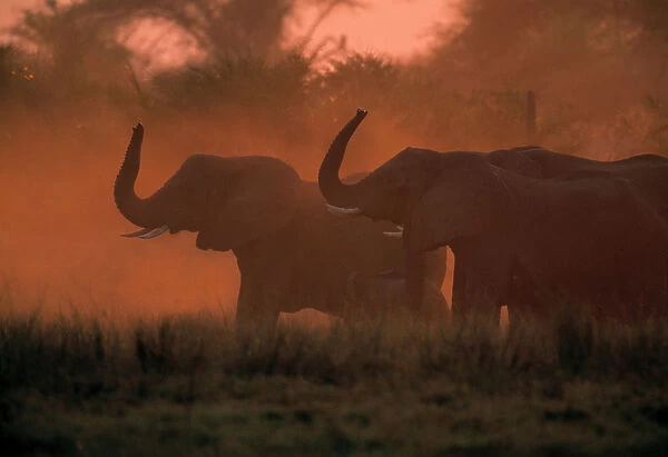 African Elephants (Loxodanta africana) in silhouette, Okvango Delta, B