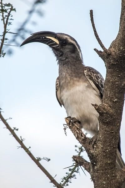 African gray hornbill (Tockus nasutus)