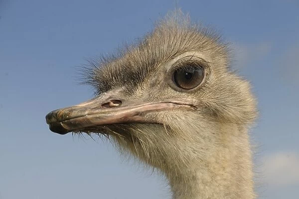 African ostriches (Struthio camelus), ostrich farm, Thalheim, Oschatz, Saxony, Germany, Europe