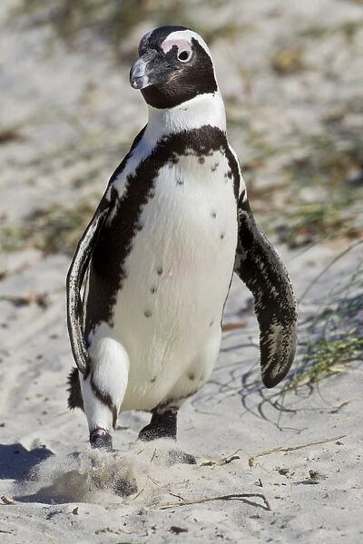 African penguin or Black-footed penguin -Spheniscus demersus- at the Boulders Colony, Cape Town, South Africa
