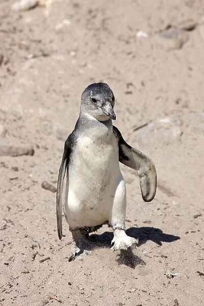 African Penguin -Spheniscus demersus-, young bird, Bettys Bay, Western Cape, South Africa
