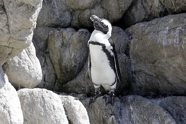 African Penguin -Spheniscus demersus-, adult, rock, Bettys Bay, Western Cape, South Africa
