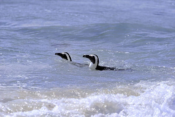 African Penguins or Jackass Penguins -Spheniscus demersus-, pair in the water, Boulders Beach, Simons Town, Western Cape, South Africa
