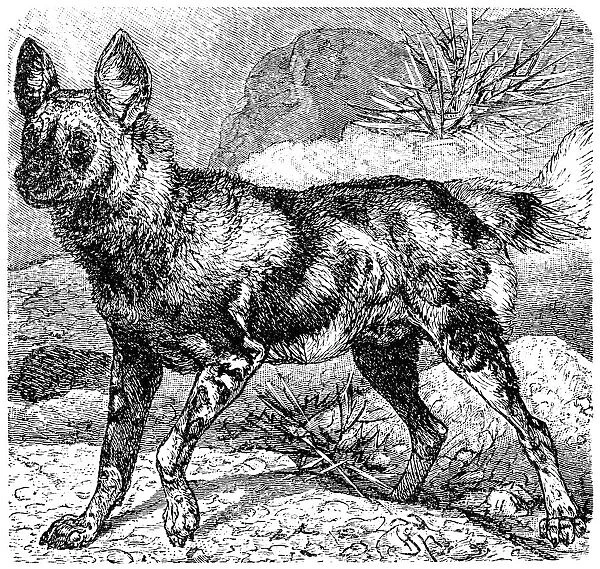 african wild dog, lycaon pictus