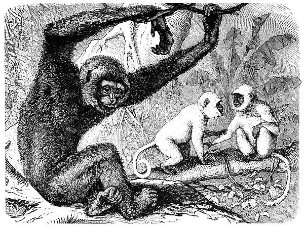 Agile gibbon (Hylobates agilis) and Two Hanuman langurs (Semnopithecus entellus)