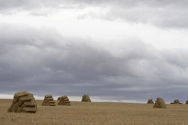agriculture, bale, beauty in nature, color image, copy space, day, dramatic sky, field