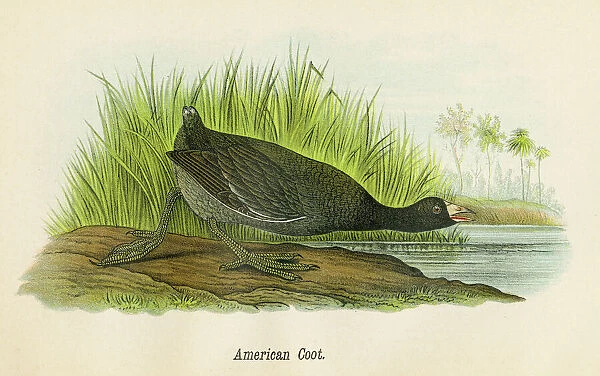 American coot bird lithograph 1890