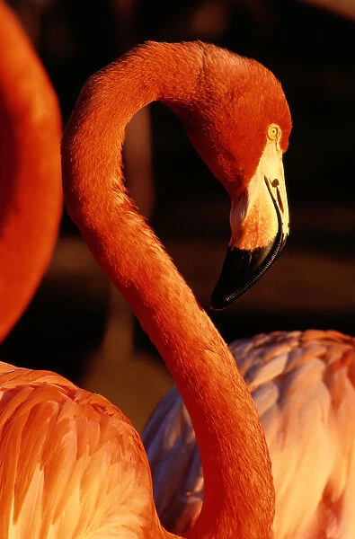 American Flamingo (Phoenicopterus Ruber), Profile