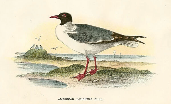 American gull birds from Great Britain 1897