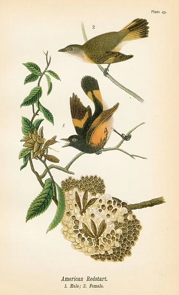 American redstart bird lithograph 1890
