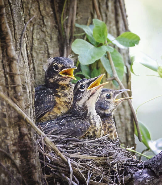Three American Robin Chicks in a Nest