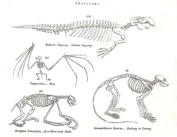 Animal skeletons engraving 1803
