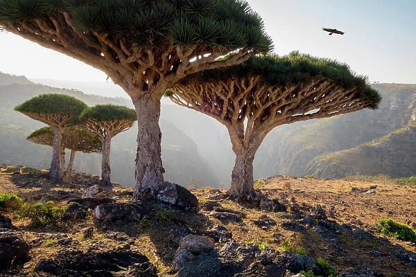 animals, arid climate, beauty in nature, bird, color image, craggy, day, dragon blood tree