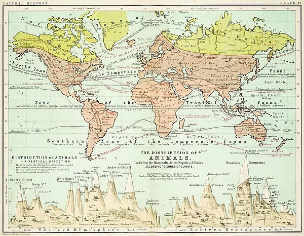 Animals - Map of the world 1861