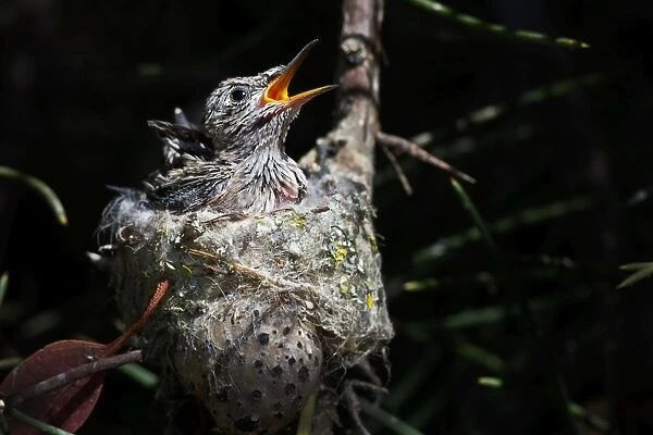 Annas Hummingbird chicks