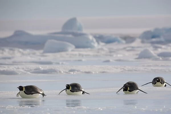 Antarctica, Snow Hill Island, emperor penguins lying on ice