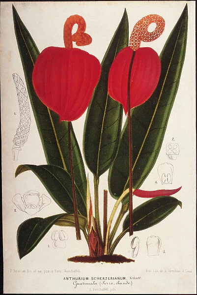 Anthurium. Photodisc Collection, NA003388